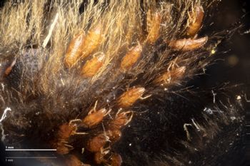 Media type: image;   Entomology 810641 Aspect: Pronotum dorsal